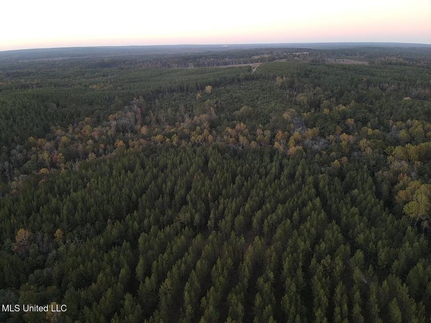 +/-80 Acres - Smith County, MS | Mize School District Located - photo 5