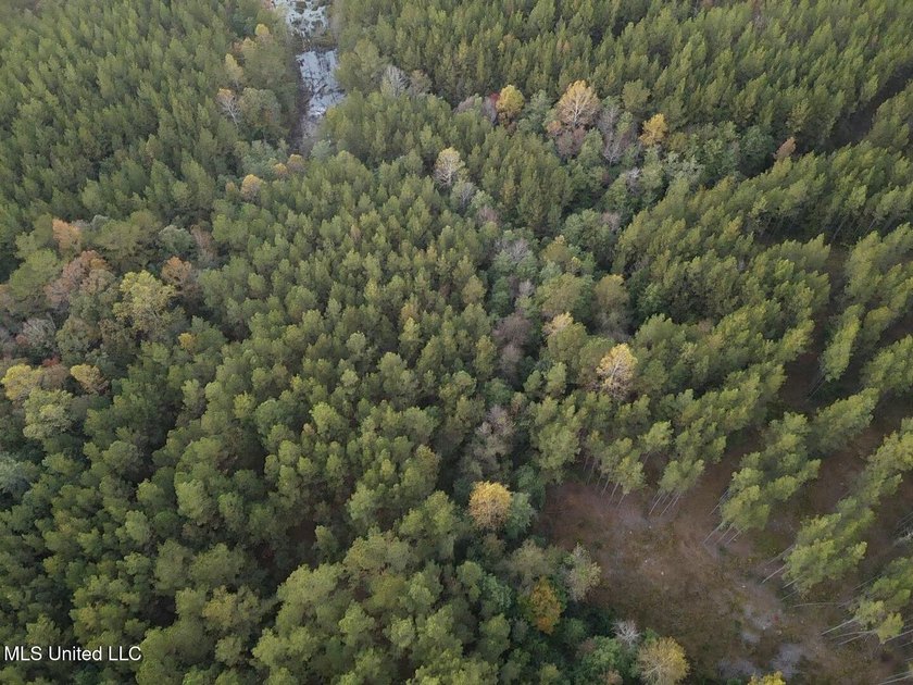 +/-80 Acres - Smith County, MS | Mize School District Located - photo 6