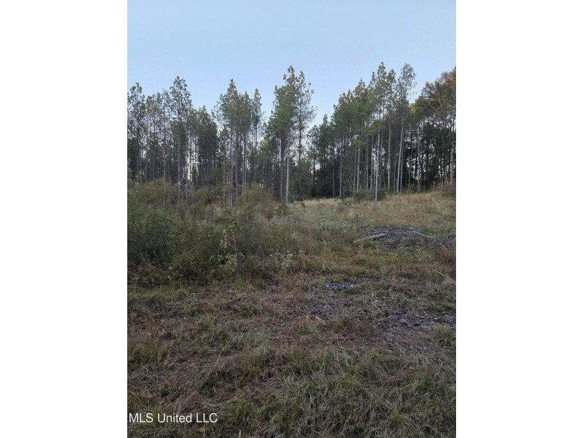 +/-80 Acres - Smith County, MS | Mize School District Located - photo 7