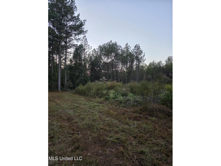 +/-80 Acres - Smith County, MS | Mize School District Located - photo 8