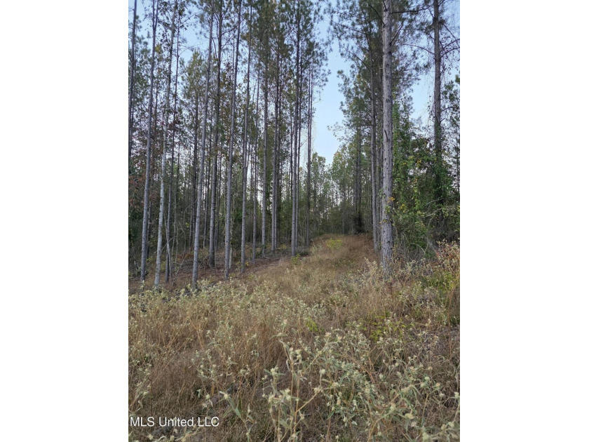 +/-80 Acres - Smith County, MS | Mize School District Located - photo 9