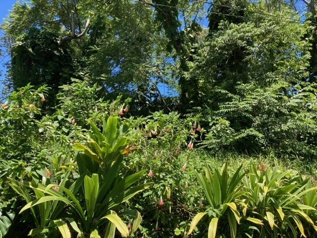 Hawaiian Parks Subdivision - densely forested lot in an area - photo 2