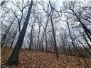Nearly 80 acres of Lake of the Ozarks land in Gravois Mills, MO - photo 16