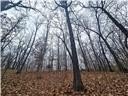 Nearly 80 acres of Lake of the Ozarks land in Gravois Mills, MO - photo 17