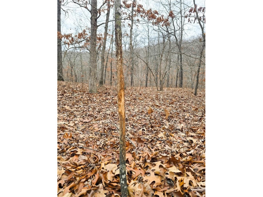 Nearly 80 acres of Lake of the Ozarks land in Gravois Mills, MO - photo 25