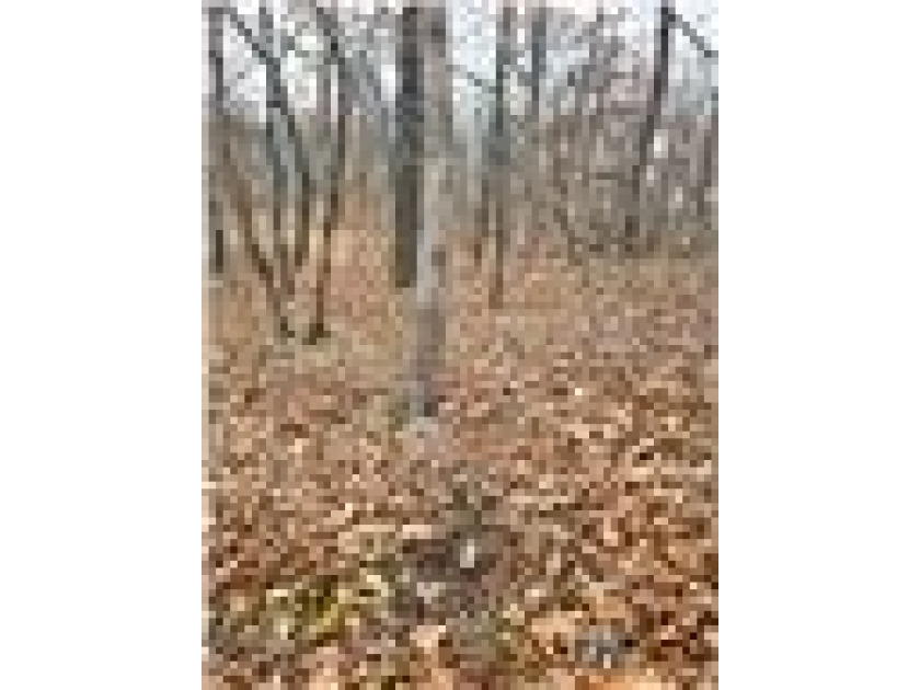 Nearly 80 acres of Lake of the Ozarks land in Gravois Mills, MO - photo 26