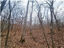 Nearly 80 acres of Lake of the Ozarks land in Gravois Mills, MO - photo 31