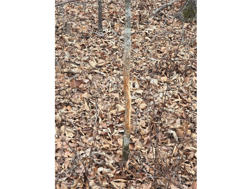 Nearly 80 acres of Lake of the Ozarks land in Gravois Mills, MO - photo 33