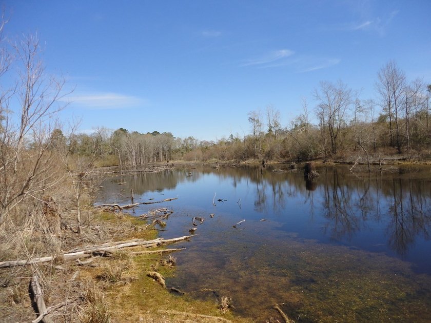 The 196 acre parcel of land located at 226 Blue Lake Road Petal - photo 4