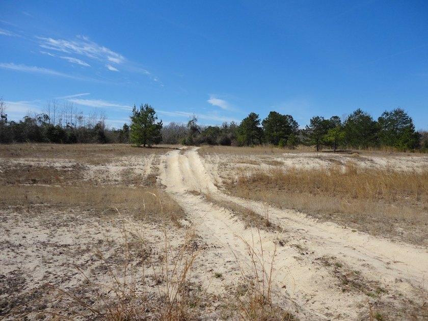 The 196 acre parcel of land located at 226 Blue Lake Road Petal - photo 8