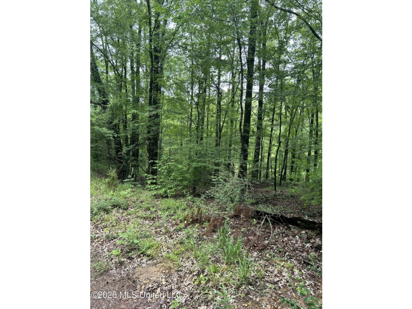Perfect get away! 31 acres of fun for you. Hunting or fish in - photo 17