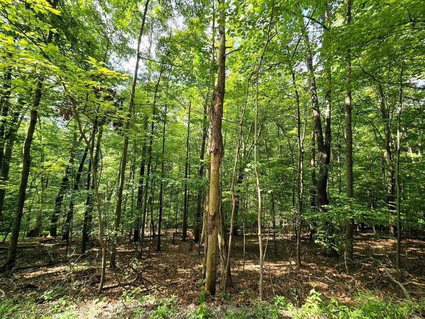 Build your dream home or weekend retreat on this wooded lot in - photo 2