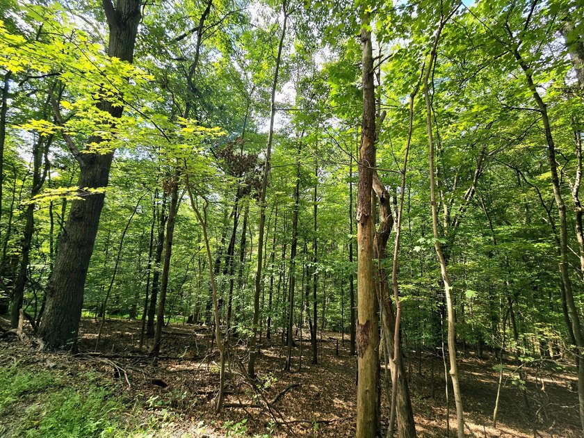Build your dream home or weekend retreat on this wooded lot in - photo 3