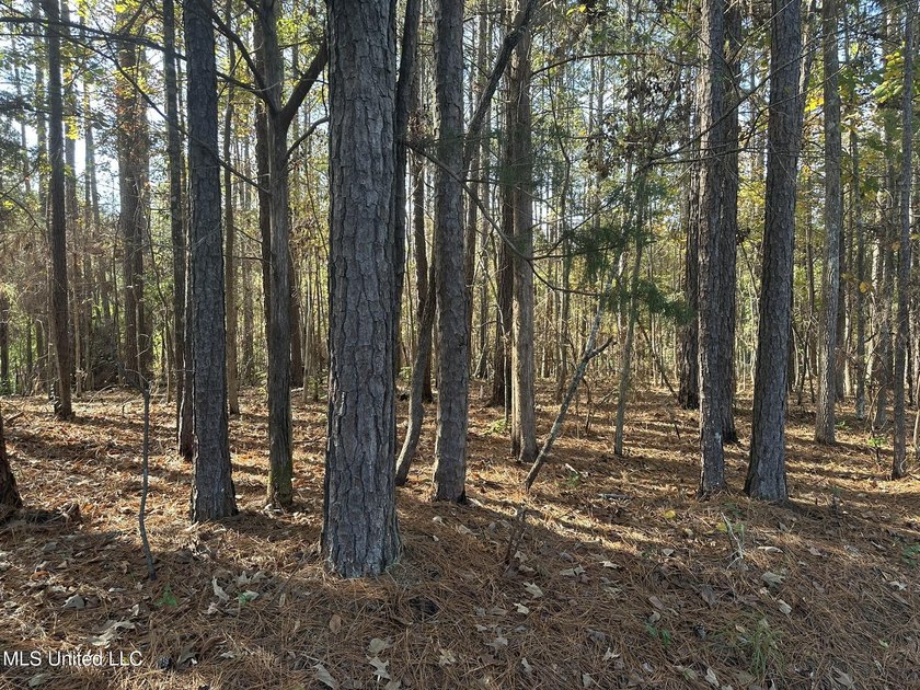 Looking for a few acres to build your dream home or cabin. This - photo 2