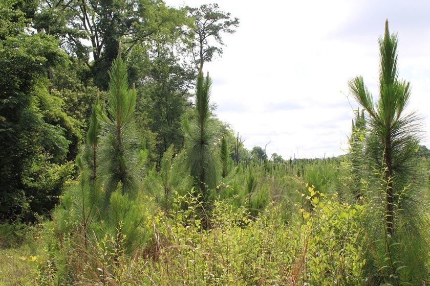 Reduced price!!!!!!!!! Beautiful large lot on 1.49 acres, just - photo 2