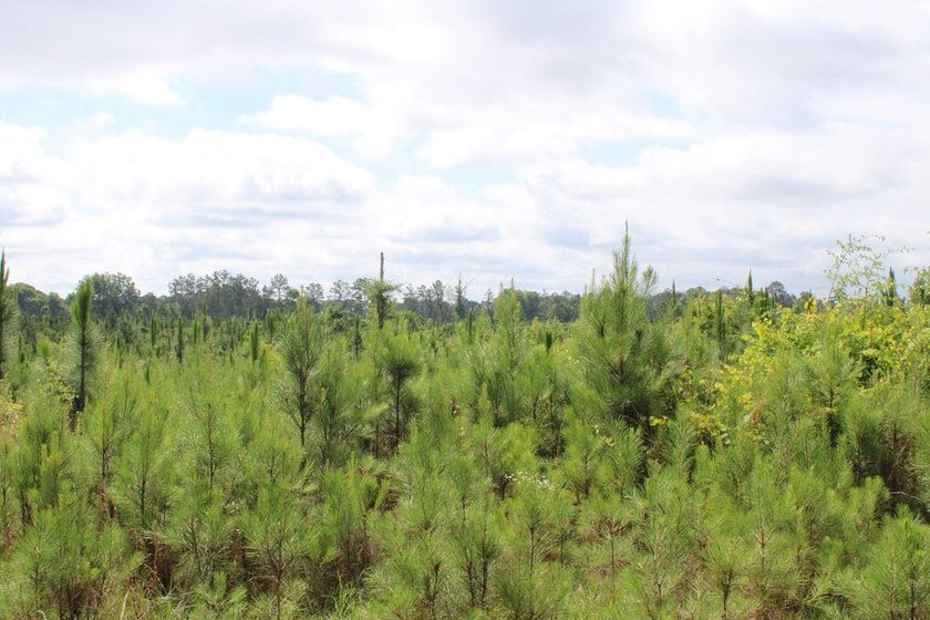 Reduced price!!!!!!!!! Beautiful large lot on 1.49 acres, just - photo 4