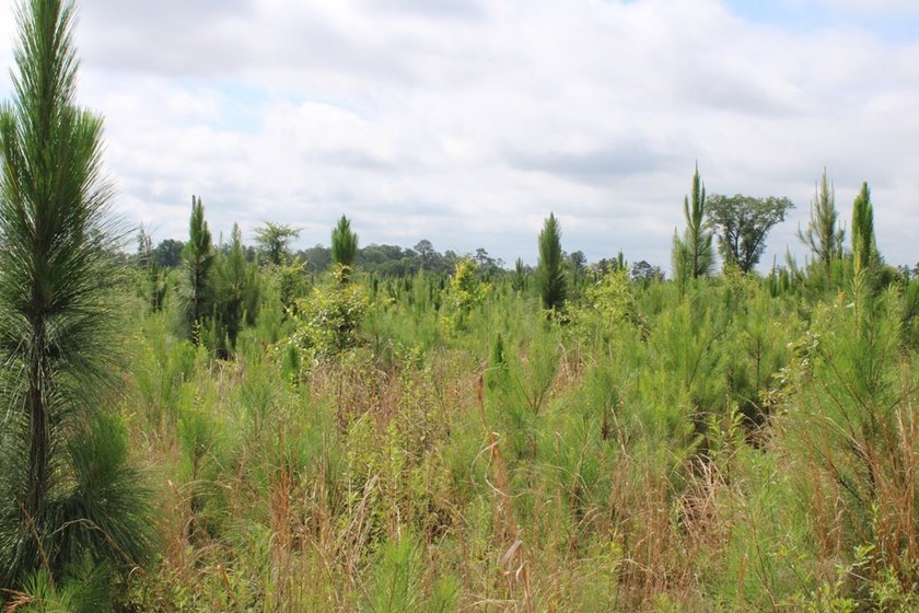 Reduced price!!!!!!!!! Beautiful large lot on 1.49 acres, just - photo 5