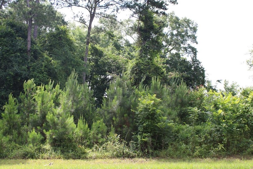 Reduced price!!!!!!!!! Beautiful large lot on 1.49 acres, just - photo 6