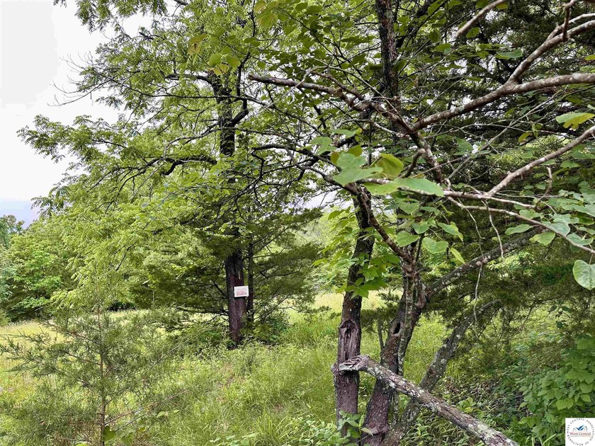 This is the perfect 15 acre piece to build your dream home of - photo 11