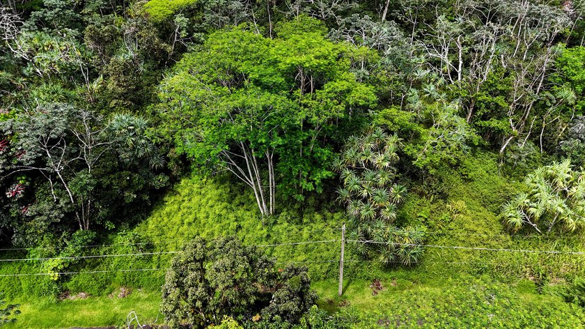 Discover the ideal setting for your tropical dream home or - photo 8
