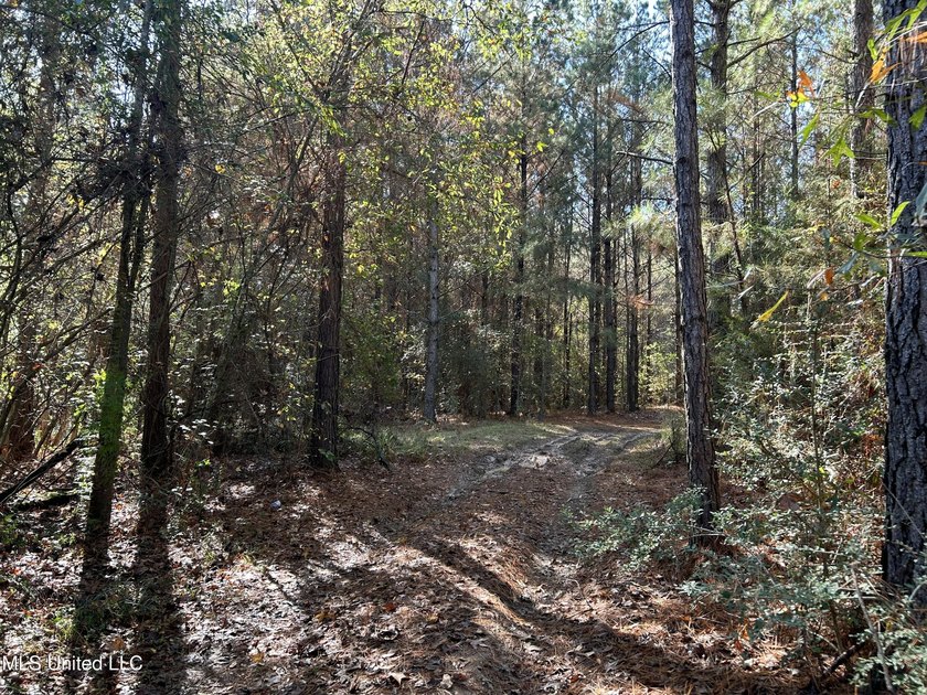 Discover 39.7+- surveyed acres in Brookhaven, Mississippi - photo 6