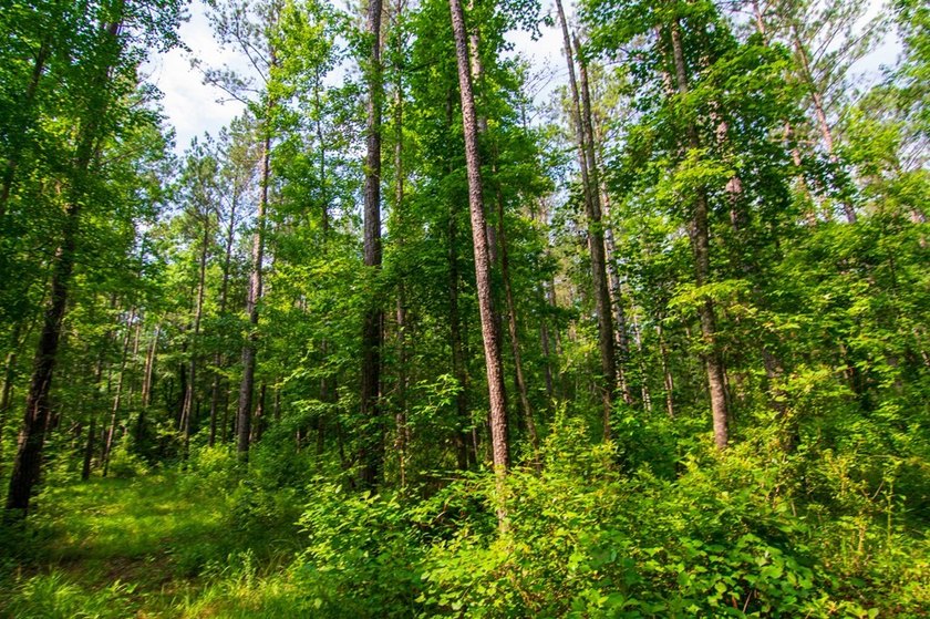 Waverly Hall in Talbot county discover 16 wooded acres with - photo 4