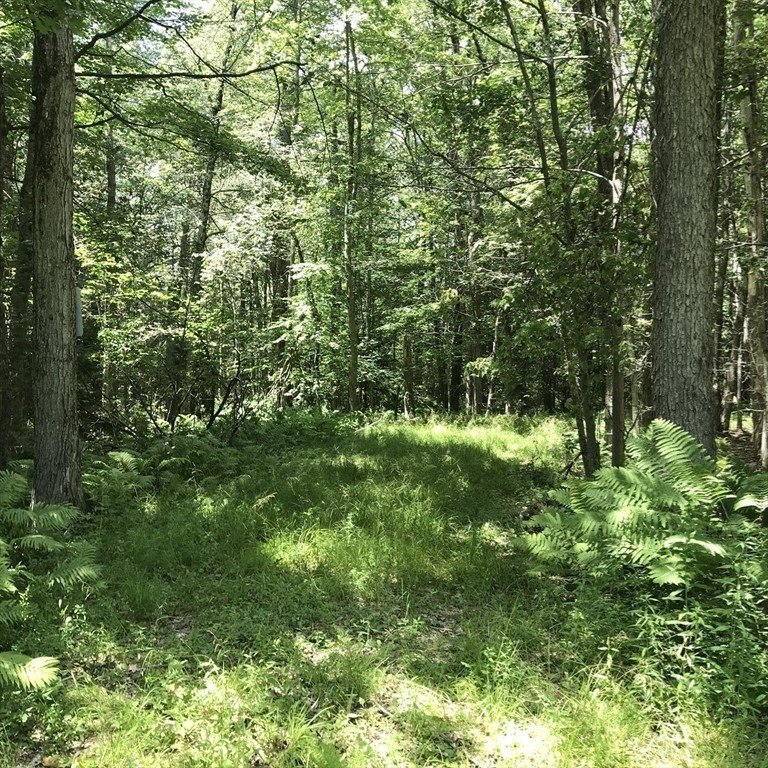 Exceptional 9.26-Acre Wooded Retreat - Lot 13, Algerie Road - photo 13