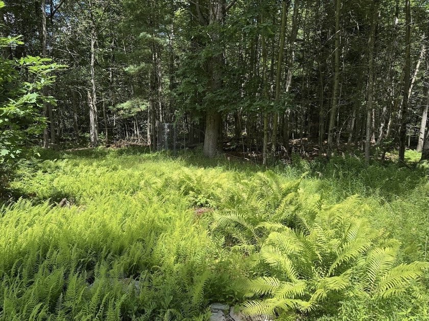 Exceptional 9.26-Acre Wooded Retreat - Lot 13, Algerie Road - photo 14