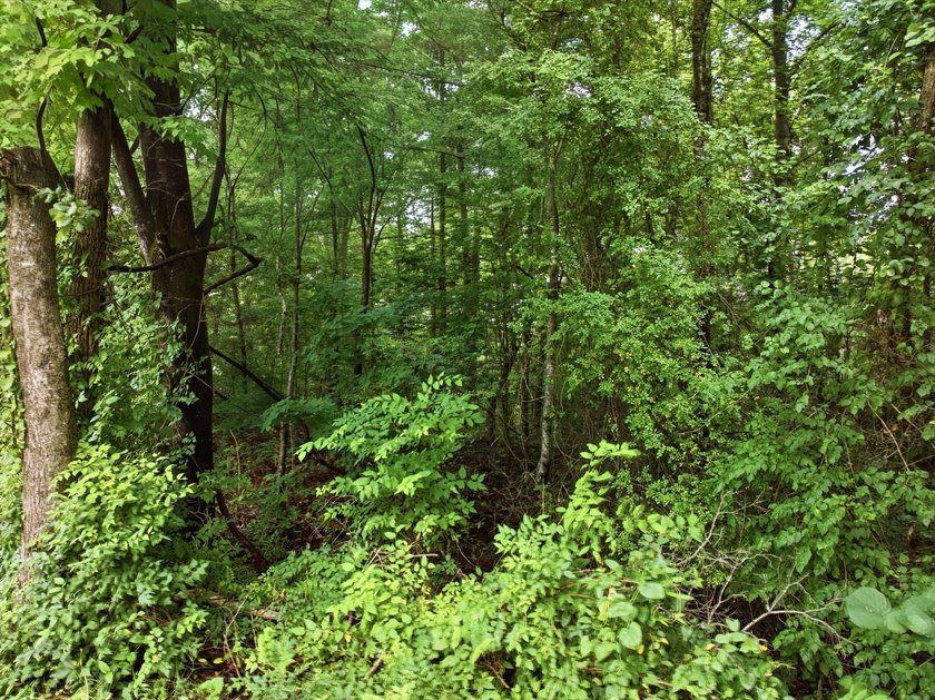 Build Your Dream Home on Lot 26 Troy Drive - Pine Henge - photo 11
