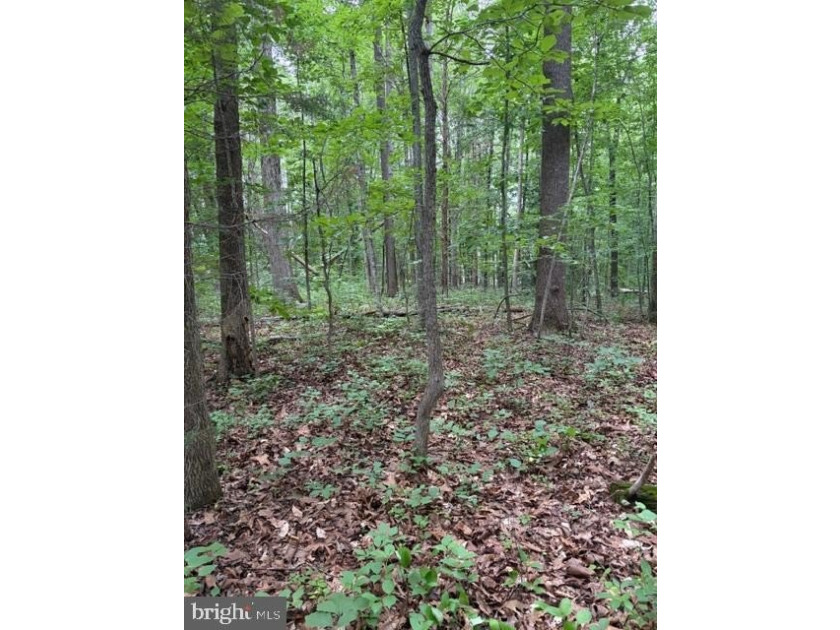 This 2.5 acre wooded property a gem! Enjoy this water access lot - photo 11