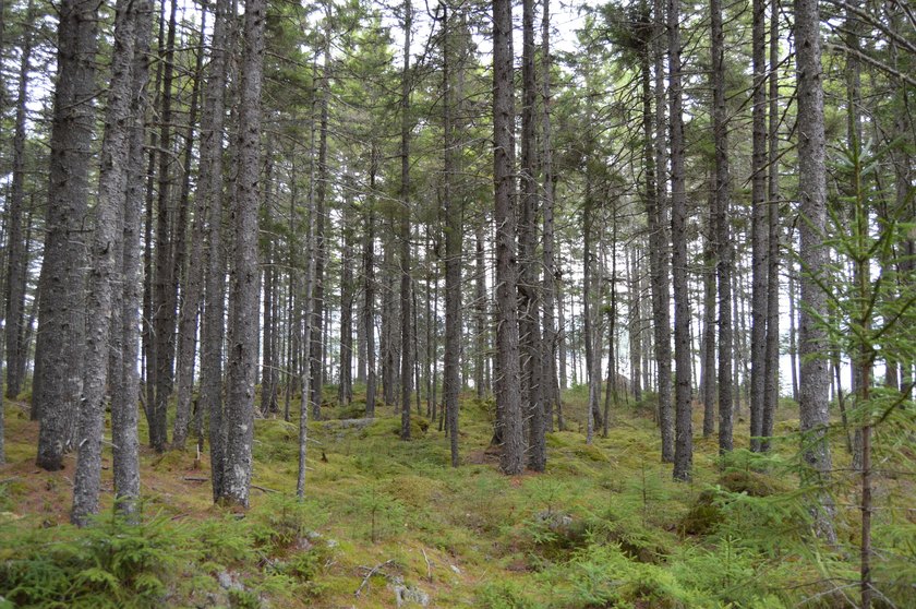 Unique island retreat opportunity on Mooselookmeguntic Lake! - photo 41