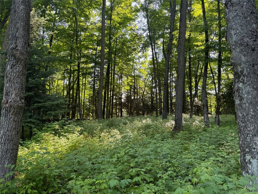 Build your Northwoods getaway on this beautiful waterfront lot - photo 14