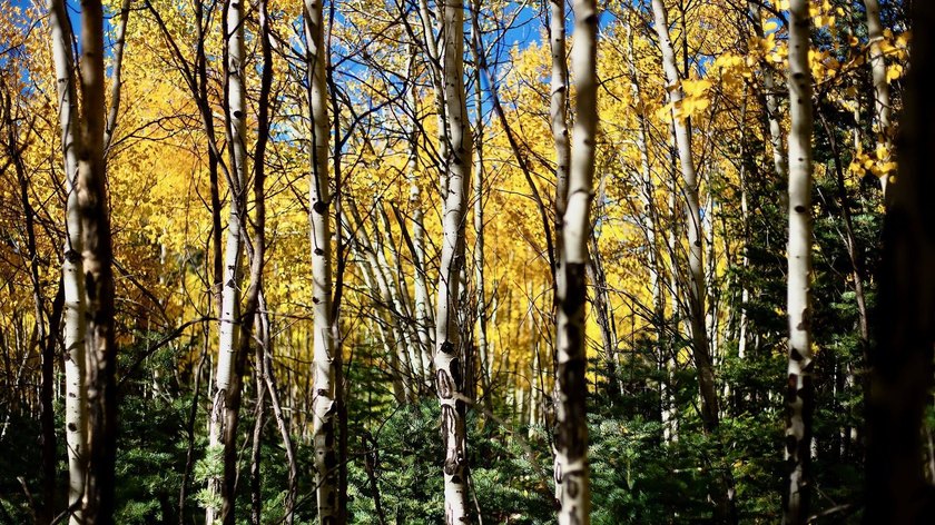 The Ranch at Angel Fire is a rare legacy opportunity to own the - photo 15