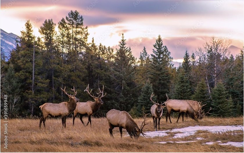 The Ranch at Angel Fire is a rare legacy opportunity to own the - photo 21