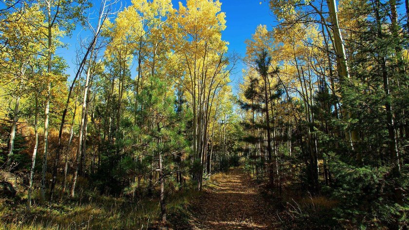 The Ranch at Angel Fire is a rare legacy opportunity to own the - photo 23