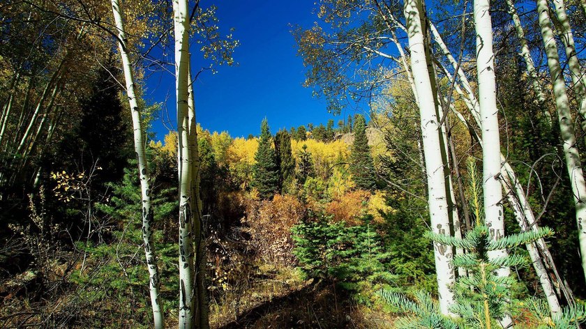 The Ranch at Angel Fire is a rare legacy opportunity to own the - photo 25