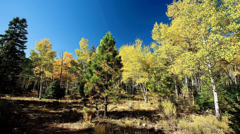 The Ranch at Angel Fire is a rare legacy opportunity to own the - photo 30