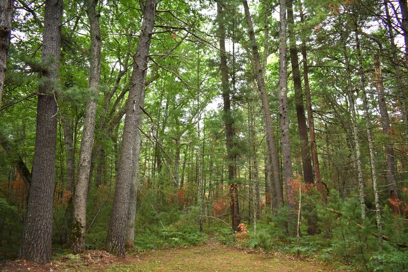 79.5 Acres with a cabin overlooking a small spring fed pond. No - photo 8