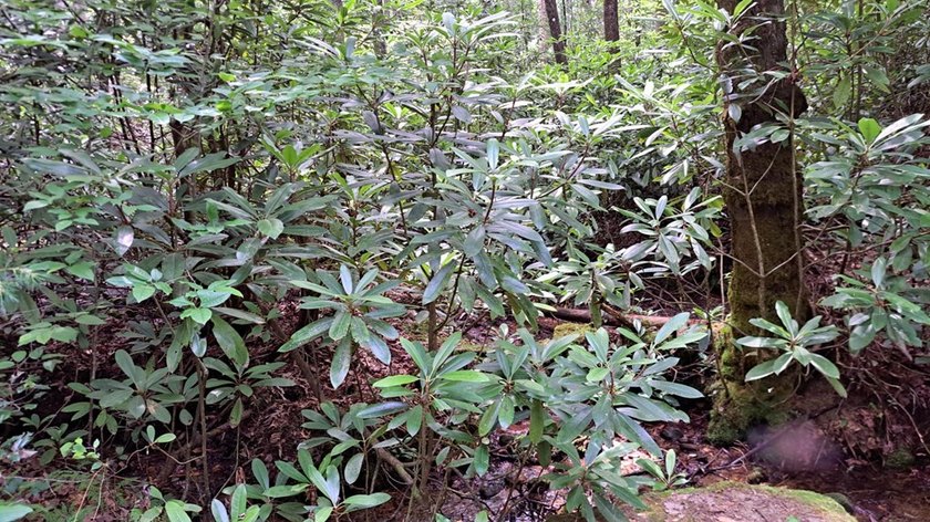 UNRESTRICTED 31+ acres with direct State Road access. Property - photo 5