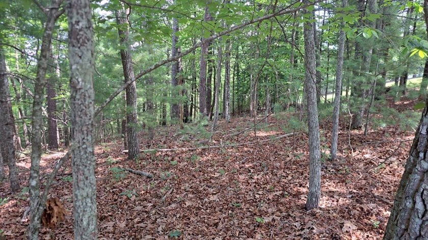 UNRESTRICTED 31+ acres with direct State Road access. Property - photo 10