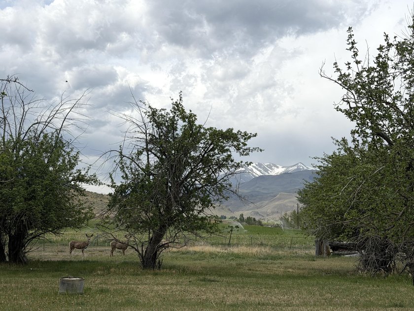 Large 97.5 acre parcel in Challis with Salmon River adjacency - photo 3