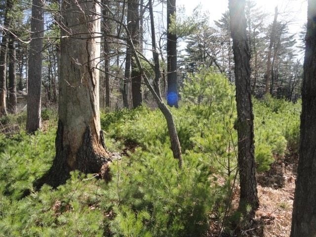 Lot 16, a buildable wooded lot on Nepco Lake, Central Wis. Build - photo 38