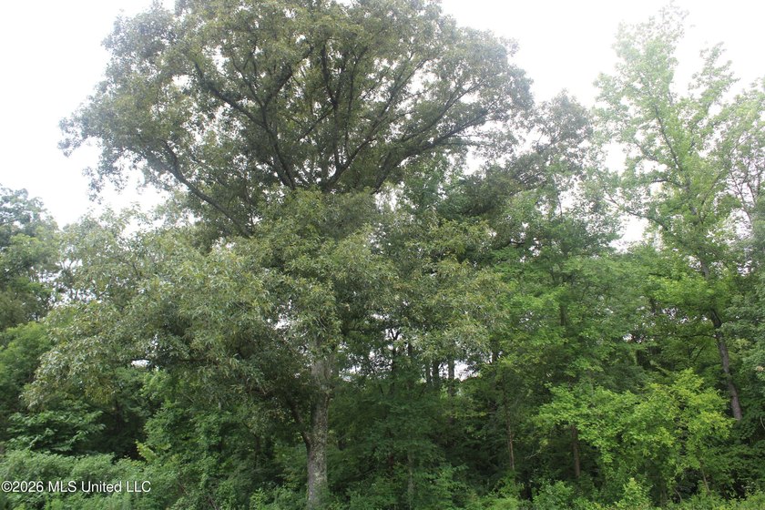 38.9 acres of vacant land located on Allen Corner Road in Benton - photo 14