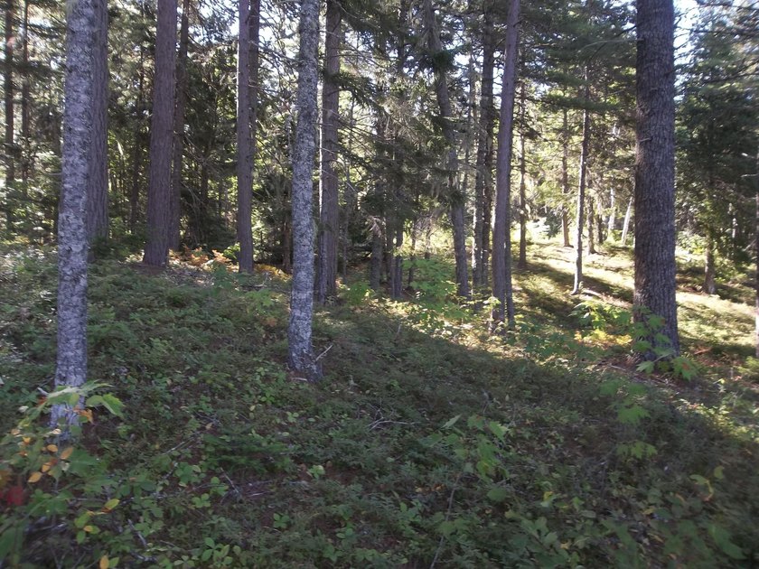 1.50 acres with 238' shorefront, power at site, driveway &amp; - photo 4