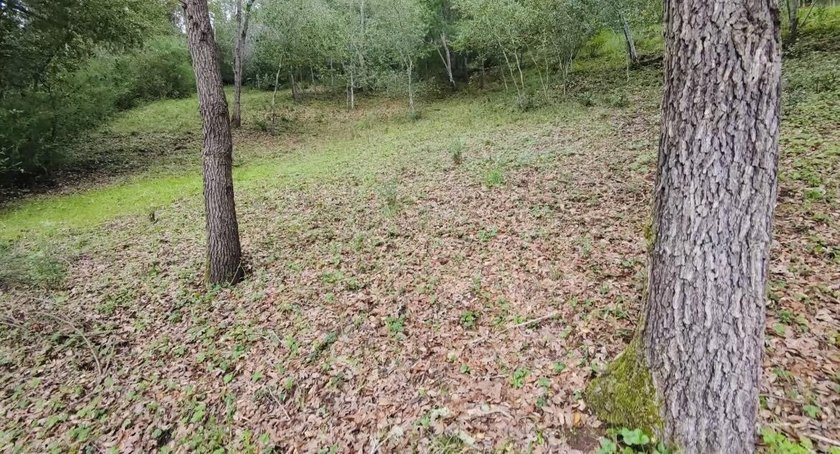 Rare opportunity in Bear Creek Estates! Sunny end-of-cul-de-sac - photo 3