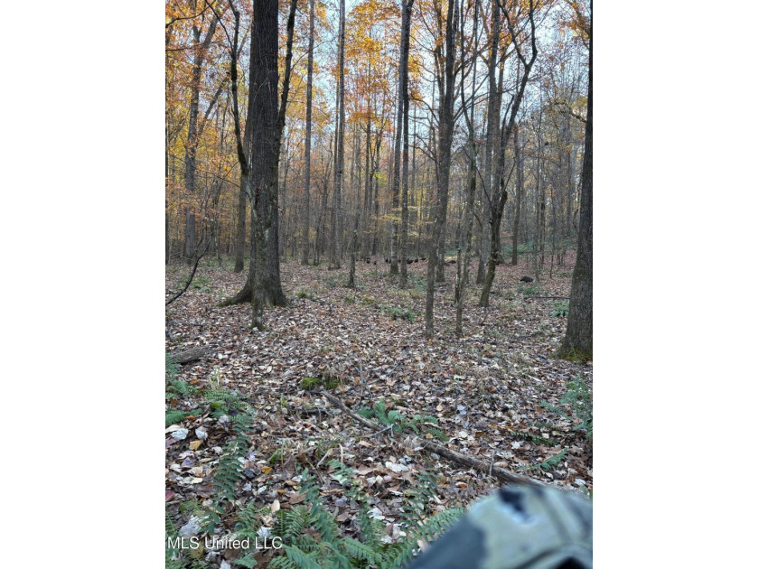 25 Acres on Lafayette Lake- Only 10 Minutes From Oxford, MS! - photo 4