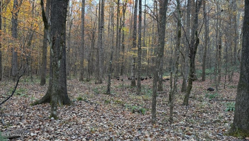 25 Acres on Lafayette Lake- Only 10 Minutes From Oxford, MS! - photo 9