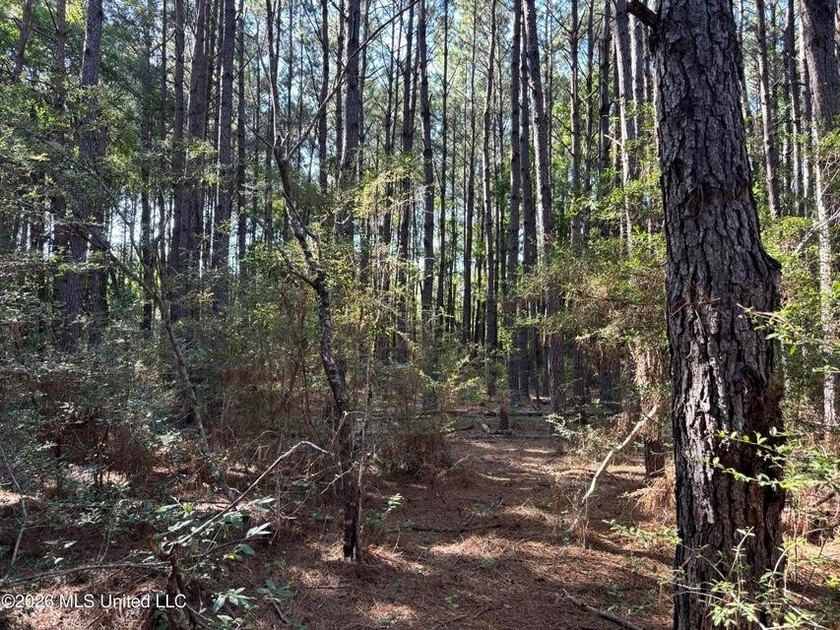 This 30-acre tract in Harrison County, Mississippi, represents a - photo 13