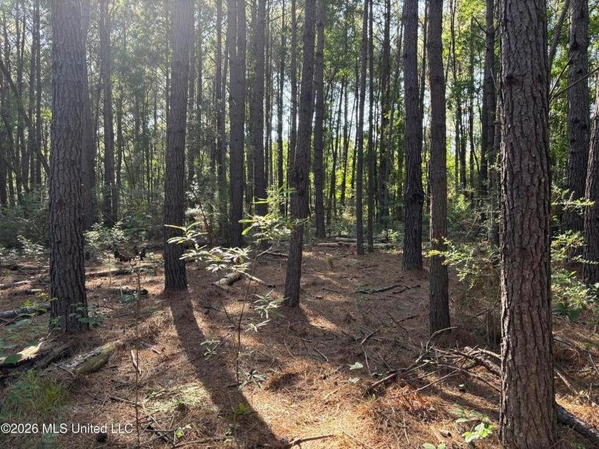 This 30-acre tract in Harrison County, Mississippi, represents a - photo 14