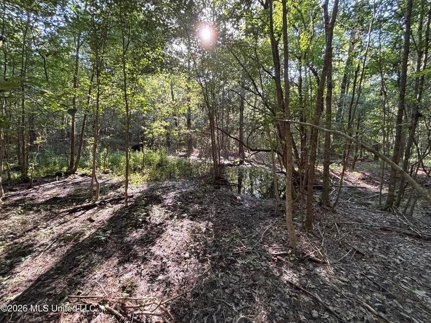 This 30-acre tract in Harrison County, Mississippi, represents a - photo 20